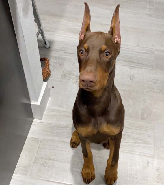 Doberman Pinscher Puppy