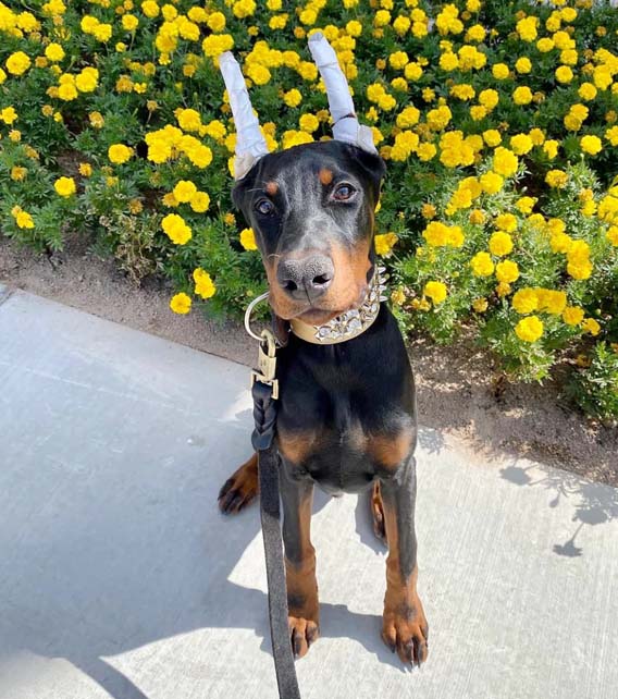 Doberman Pinscher Puppy