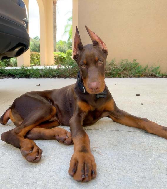 Doberman Pinscher Puppy